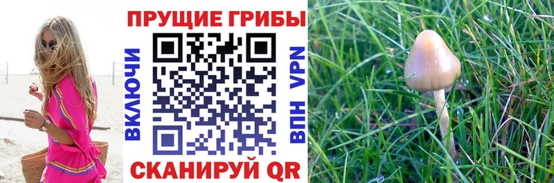 Псилоцибиновые грибы ЛСД  Ряжск 